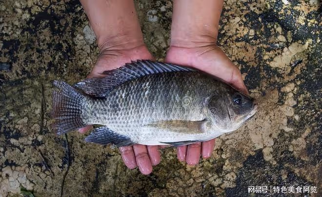 羅非魚盛宴:六種風味做法大揭秘