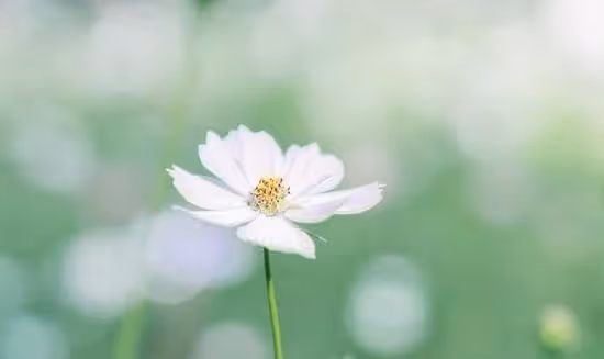 春節前，財勢洶湧，好運不斷，事業蓬勃發展，翻身當老闆的3星座