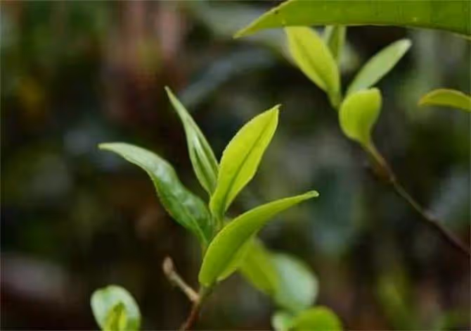 何為秋茶?秋茶的真正含義是什麼?秋茶與春茶的區別