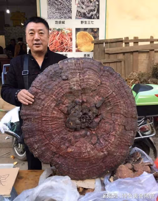 中國哪裡盛產靈芝？國內有名的10大靈芝生產地，有你的家鄉嗎？