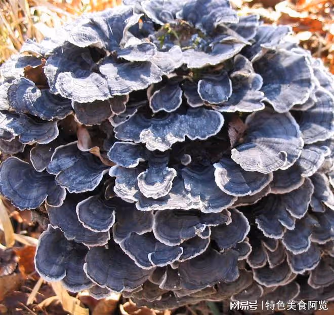 中國哪裡盛產靈芝？國內有名的10大靈芝生產地，有你的家鄉嗎？