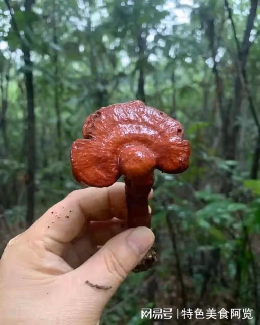 中國哪裡盛產靈芝？國內有名的10大靈芝生產地，有你的家鄉嗎？