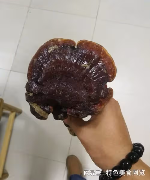 中國哪裡盛產靈芝？國內有名的10大靈芝生產地，有你的家鄉嗎？