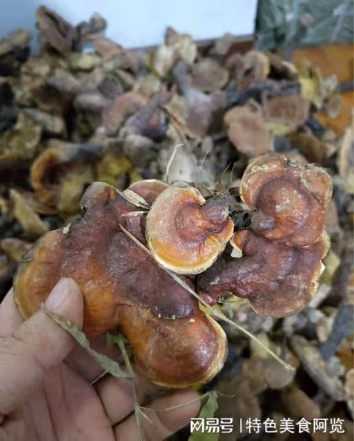 中國哪裡盛產靈芝？國內有名的10大靈芝生產地，有你的家鄉嗎？