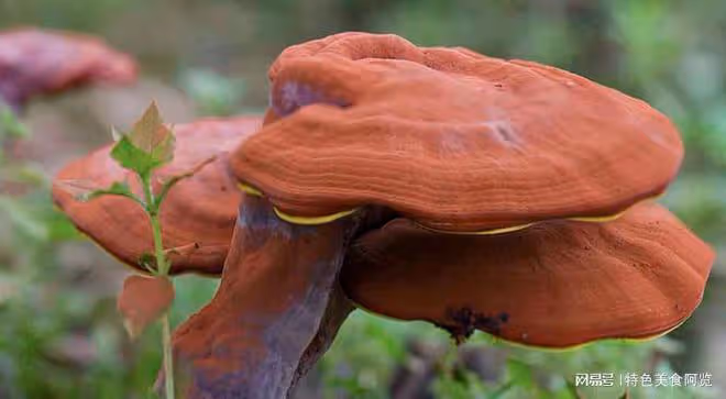 中國哪裡盛產靈芝？國內有名的10大靈芝生產地，有你的家鄉嗎？
