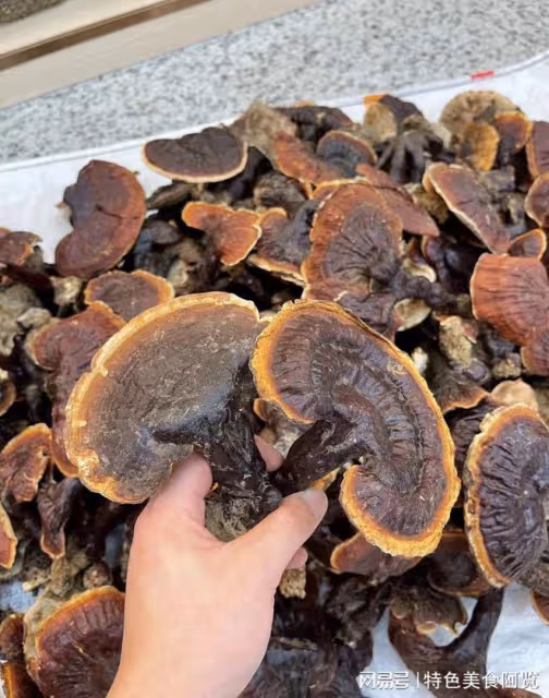 中國哪裡盛產靈芝？國內有名的10大靈芝生產地，有你的家鄉嗎？