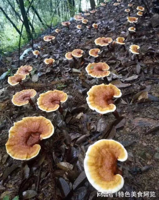 中國哪裡盛產靈芝？國內有名的10大靈芝生產地，有你的家鄉嗎？