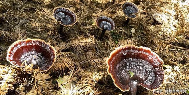 中國哪裡盛產靈芝？國內有名的10大靈芝生產地，有你的家鄉嗎？