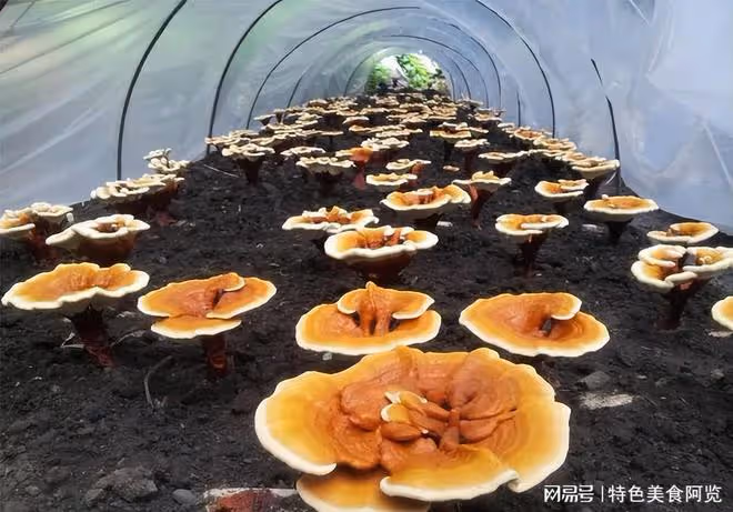 中國哪裡盛產靈芝？國內有名的10大靈芝生產地，有你的家鄉嗎？