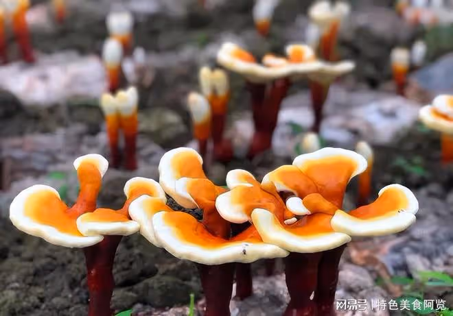 中國哪裡盛產靈芝？國內有名的10大靈芝生產地，有你的家鄉嗎？