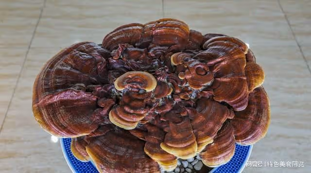 中國哪裡盛產靈芝？國內有名的10大靈芝生產地，有你的家鄉嗎？