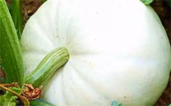 北瓜是什麼瓜?除了冬瓜西瓜南瓜,這世上還真有北瓜