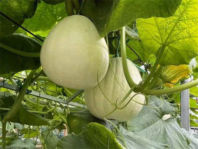 北瓜是什麼瓜?除了冬瓜西瓜南瓜,這世上還真有北瓜