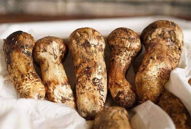松茸好吃,但保鮮比較困難,想要一年都有新鮮松茸吃,就這樣存放