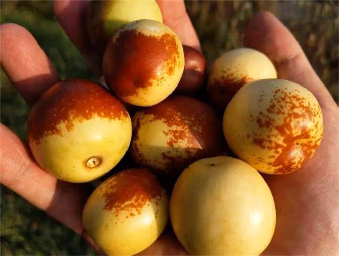 冬棗為什麼夏天成熟呢?夏天成熟為什麼叫冬棗呢?給大家講解一下