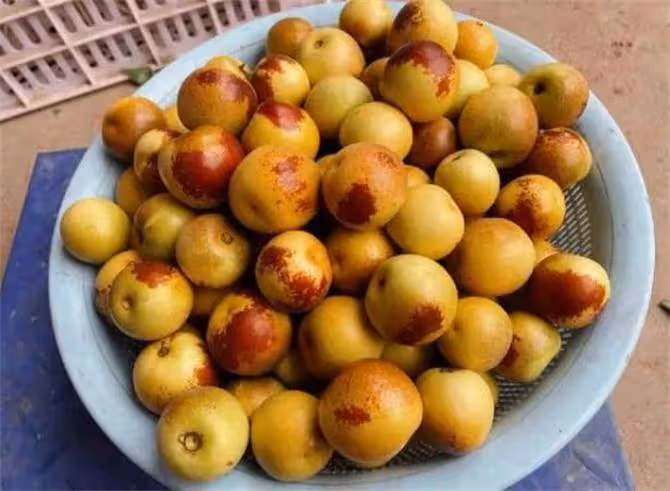 冬棗為什麼夏天成熟呢?夏天成熟為什麼叫冬棗呢?給大家講解一下