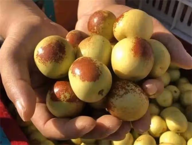 冬棗為什麼夏天成熟呢?夏天成熟為什麼叫冬棗呢?給大家講解一下