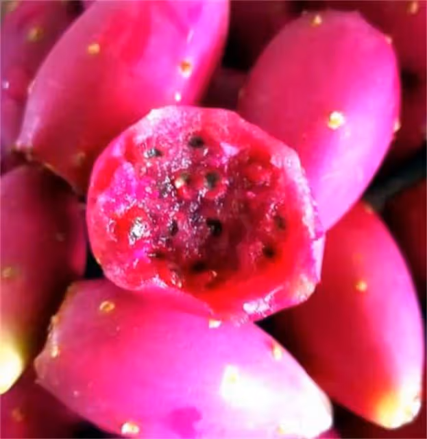 教你如何正確吃仙人掌果,咬一口滿嘴血紅,滿滿的花青素