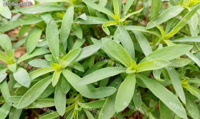 別不懂行!這3種極品野菜抓緊吃,全身是寶!可惜現在都被當雜草