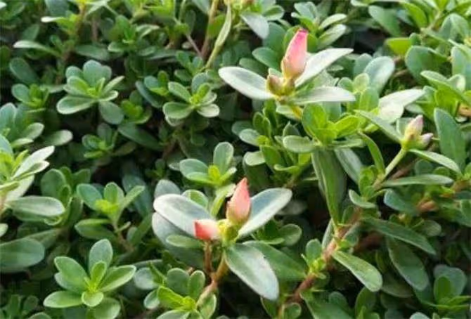 馬生菜和馬齒莧是一種嗎?到底有啥價值?