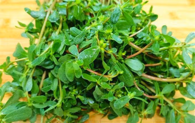 馬生菜和馬齒莧是一種嗎?到底有啥價值?