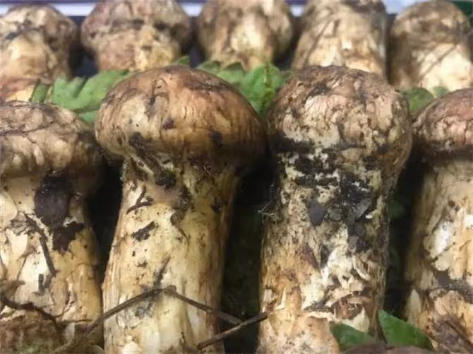 「菌中之王」的松茸,用最簡單的方法烹制,美味營養一級棒