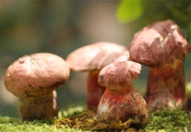 牛肝菌是不是見手青?明知道有毒,為什麼很多人還是喜歡吃?