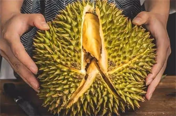 榴槤怎麼挑?只需記住這八大訣竅,就能挑到肉多又好吃的那個