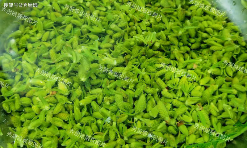 4月第一鮮,一年只能吃1次,比薺菜營養,比韭菜鮮,很多人沒吃過
