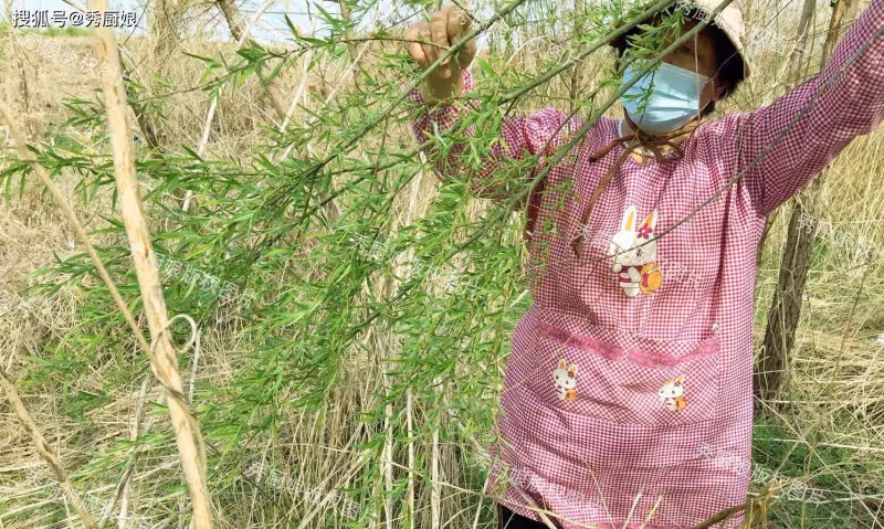 4月第一鮮,一年只能吃1次,比薺菜營養,比韭菜鮮,很多人沒吃過