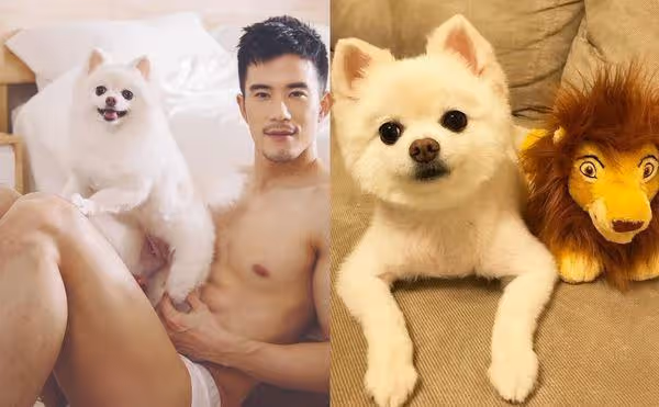 走不出愛犬離世傷痛！紀言愷抱老婆痛哭　害怕失去不敢生二胎