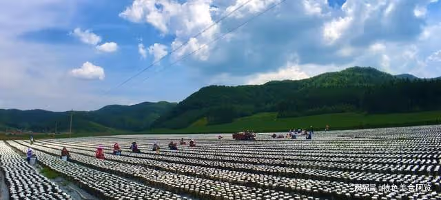 全國哪裡的黑木耳最好？中國十大黑木耳產地，有你的家鄉嗎？