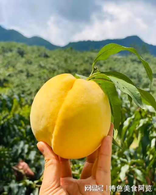 中國十大特色水果排行,哪個地方最有名?你的家鄉上榜了嗎?