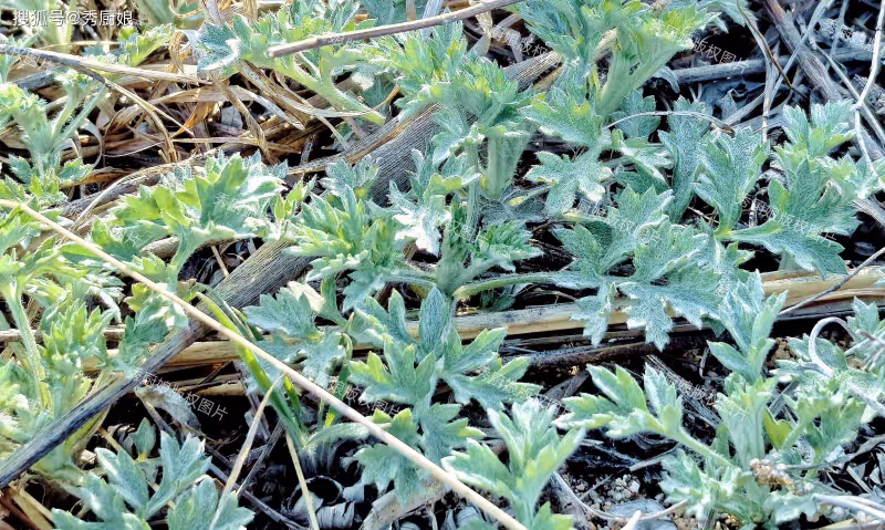 老人說「春天吃一草，百歲不顯老」，這「一草」指啥？4月抓緊吃