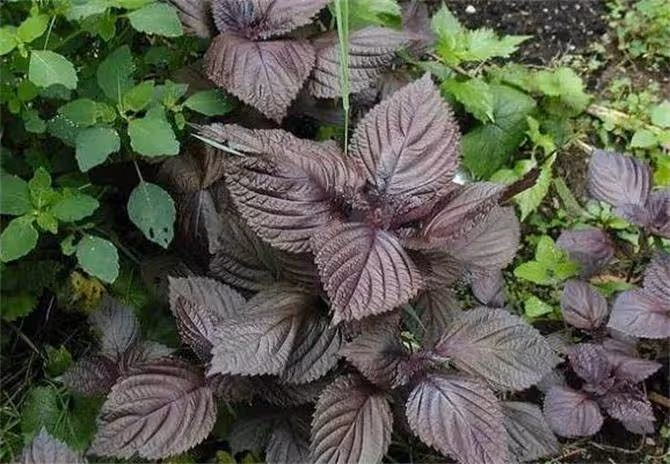 紫蘇茶妙用多,還只會紫蘇炒蛋嗎?保姆級紫蘇紅茶製作方法