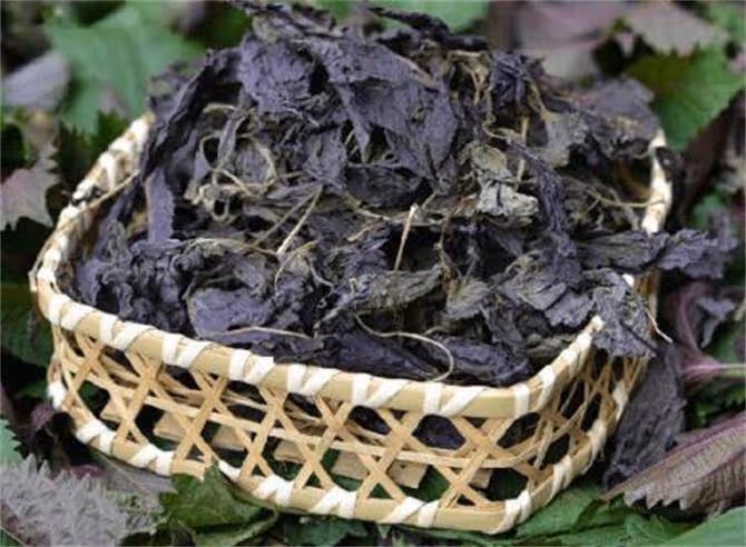 紫蘇茶妙用多,還只會紫蘇炒蛋嗎?保姆級紫蘇紅茶製作方法