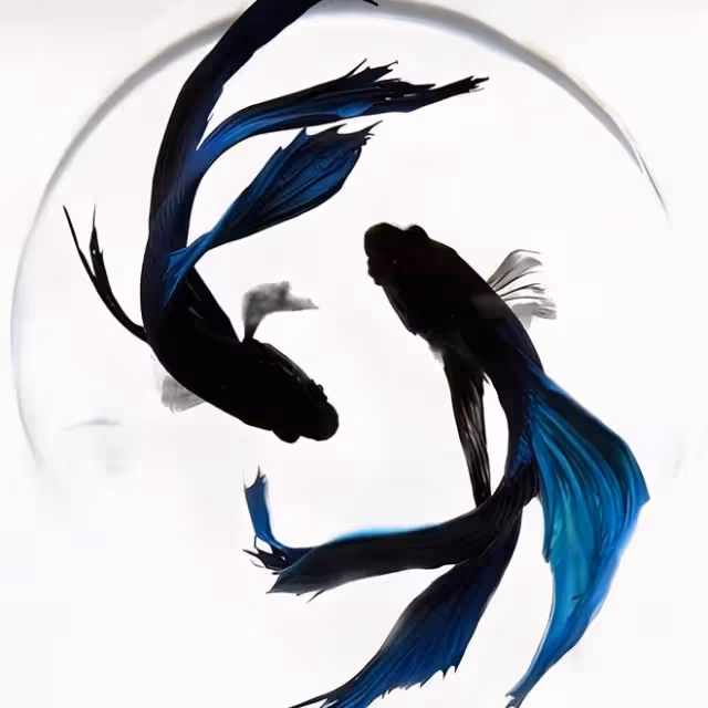 雙魚座2024到2025運勢,雙魚座2024-2025會有好運嗎?