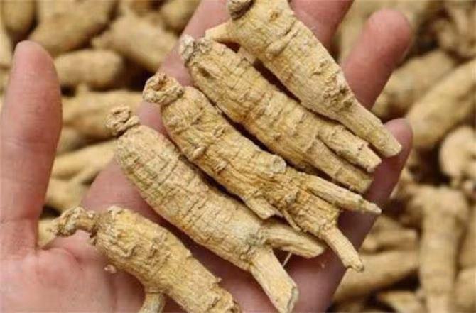 西洋參哪裡的產地比較好?西洋參泡水喝一天需幾根?
