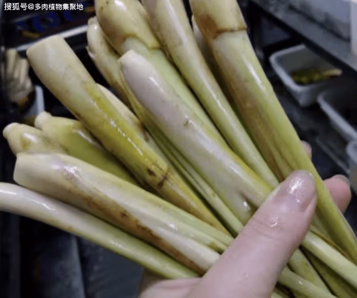 3種花好聞好看！家裡養1盆「夏天蚊子不敢來」 　驅蚊效果強：晚上睡得香