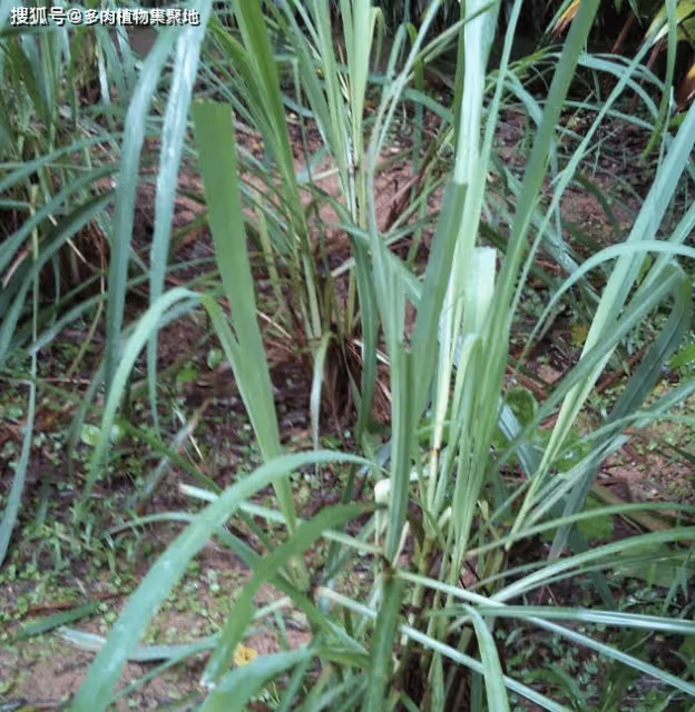 3種花好聞好看！家裡養1盆「夏天蚊子不敢來」 　驅蚊效果強：晚上睡得香