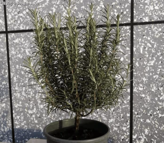 3種花好聞好看！家裡養1盆「夏天蚊子不敢來」 　驅蚊效果強：晚上睡得香