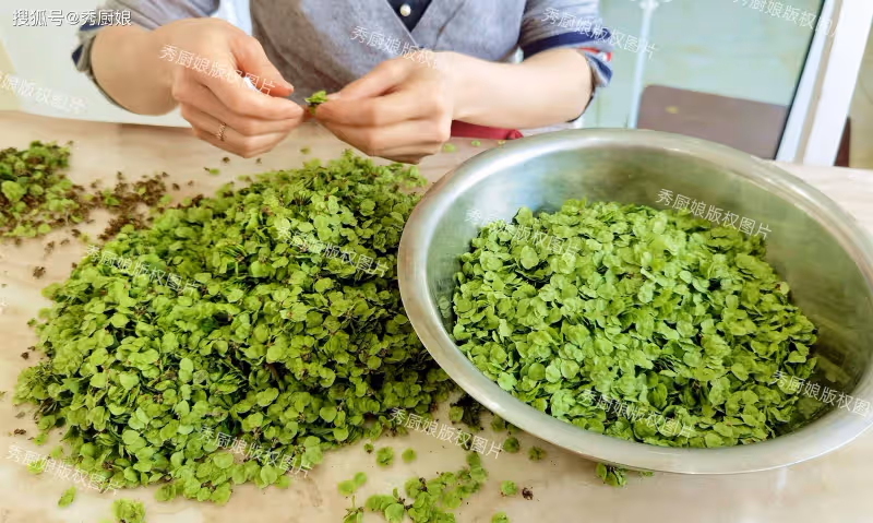 唯一不含草酸的野菜!比香椿營養,比薺菜鮮,清明節嘗鮮只有幾天