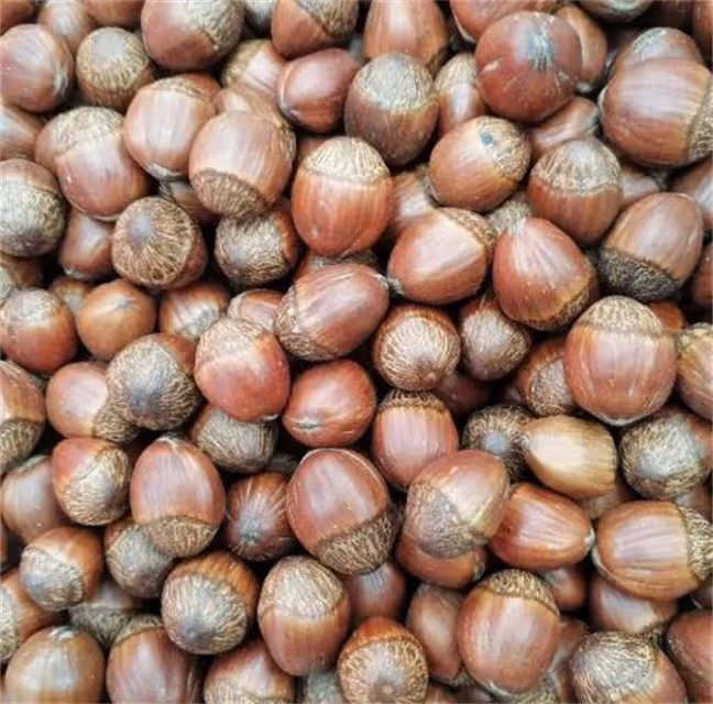 生榛子怎麼弄熟?烤箱烤榛子,如何才能不糊又香又脆又好吃?