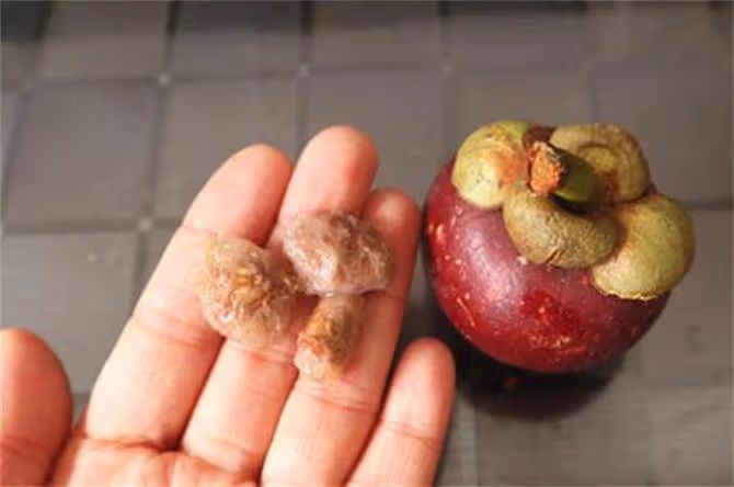 山竹中間的核能吃嗎?吃山竹吐核嗎?山竹有哪些好處和禁忌?