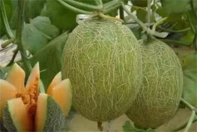 哈密瓜發苦是什麼原因?哈密瓜有點苦能吃嗎?