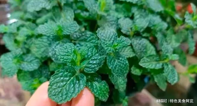 10種營養價值被嚴重低估的野菜,你都吃過幾種?