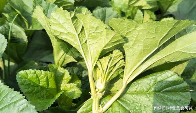 10種營養價值被嚴重低估的野菜,你都吃過幾種?