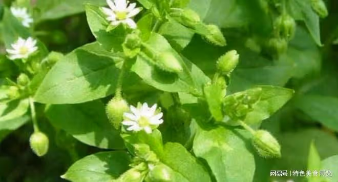 10種營養價值被嚴重低估的野菜,你都吃過幾種?