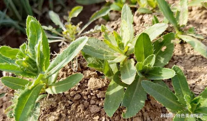 10種營養價值被嚴重低估的野菜,你都吃過幾種?