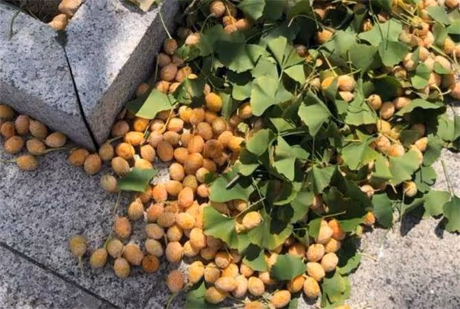 街邊的銀杏果能不能撿來吃?路邊的銀杏果可以吃嗎?